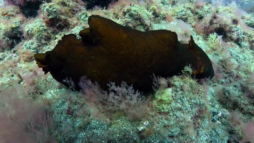 sea hare perched on a rock