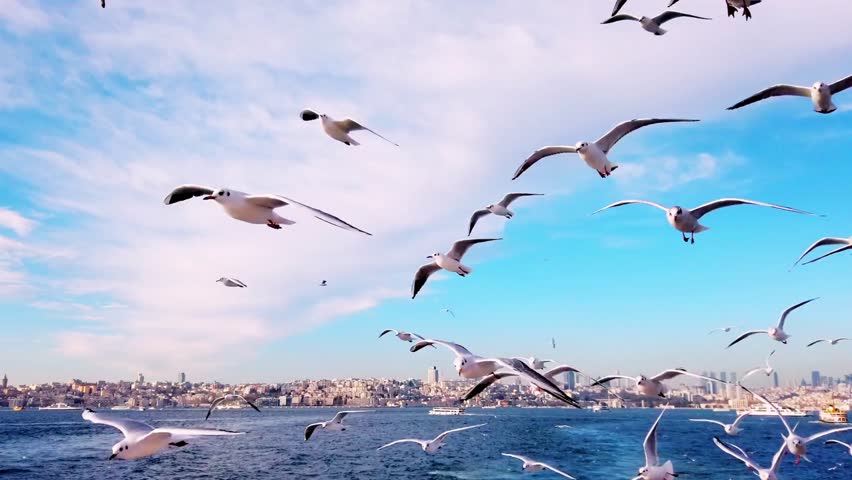 Close-up of seagulls flying from a ferry in Istanbul, Turkey, captured on 18 December 2025, showcasing dynamic movement, Bosporus waters, and cityscape in the background.