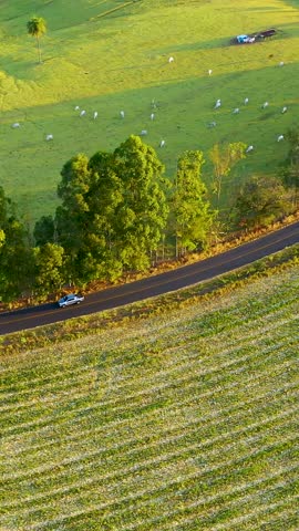 Panorama rural landscape. Countryside scenery aerial view. Plantation agriculture field. Green background.
