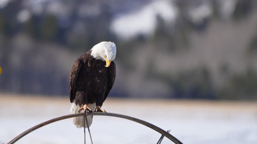 Bald Eagle sitting on a sprinkler wheel looking around in the Wyoming wilderness.