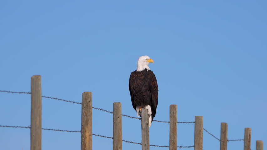 Bald Eagle sitting on a fence post against a blue sky in Wyoming.