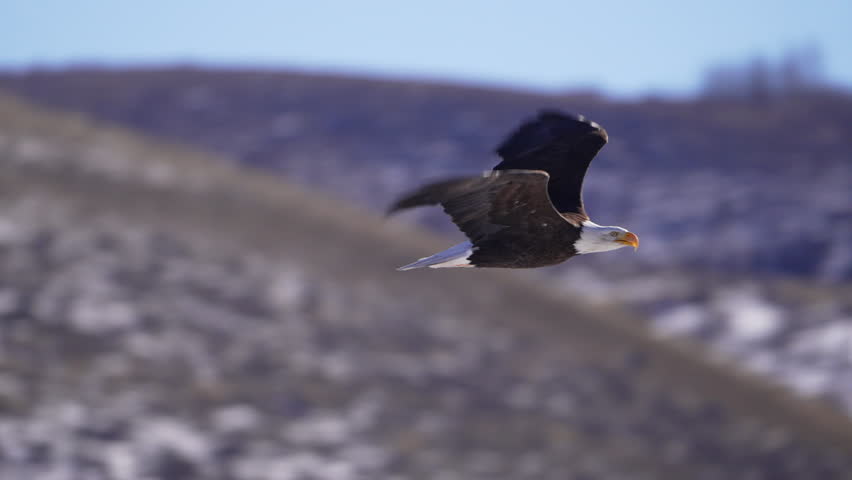 Bald Eagle flying in slow motion through the Wyoming wilderness on a sunny day.