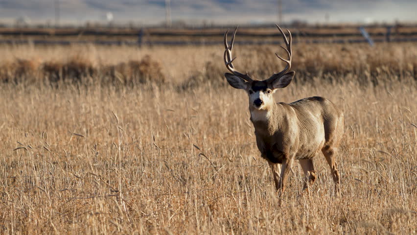 Mule deer buck grazing in a farm field in Utah as it chews in slow motion.