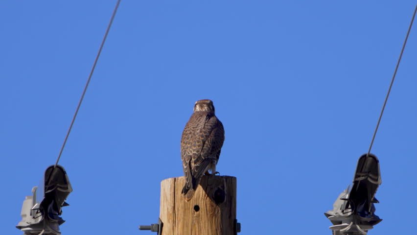 Prairie Falcon turning around while on top of a telephone pole as it fluffs up its feathers.