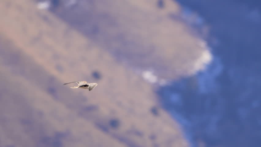 Prairie Falcon flying through the sky in Afton, Wyoming as it hunts for prey.