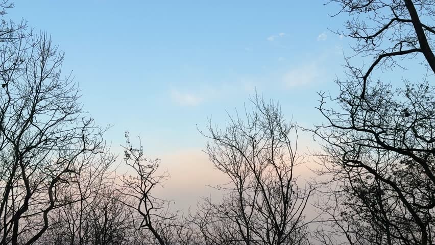 Flock of birds flying over bare trees in the dusk sky.