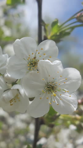 Vertical footage, White flowers on blossom Wild Cherry Tree, Prunus avium in spring, close up, camera moves around branch with flowers, view from below