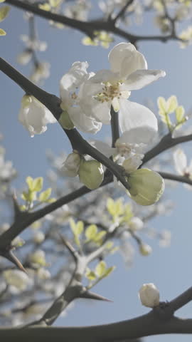 Vertical footage, Close-up, Bottom view of white flowers and thorns of blooming Trifoliate Orange tree, Citrus trifoliata on blue sky background, in backlit by sun