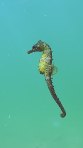 Beautiful seahorse swims in bluish-green water with school of black sea silversides (Atherina) in background. Sea Horse swimming in water column. An underwater scene with Black Sea marine animals.