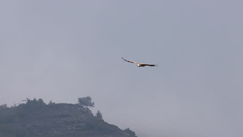 Majestic flight of the griffon vulture in its ecosystem, Alcoy, Spain
