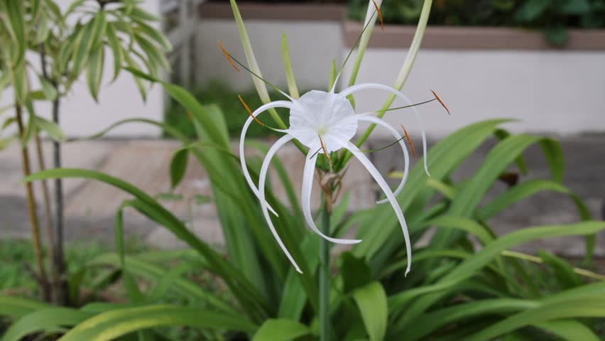 SINGAPORE - 14 DEC 2025: Lentor Plain kerbside garden. The Spider Lily (Hymenocallis littoralis) is often cultivated as an ornamental flower and foliage in public parks. Its erect inflorescence several white funnel-shaped flowers with long and thin petals. From the front view, the flower looks like a giant spider - hence it is named Spider Lily. 