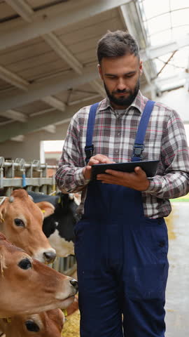 Farmer using tablet and petting cows in barn