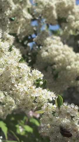 Vertical footage, Close-up of beetles of different species on small white flowers of flowering Scarlet firethorn (Pyracantha coccinea)
