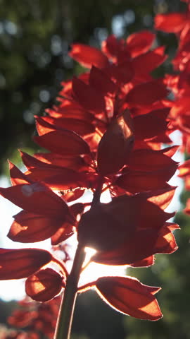Vertical footage, Close-up of dark red flowers of Scarlet Sage (Salvia splendens) can be seen swaying in breeze in evening light at sunset, backlit by sun
