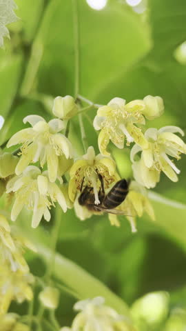 Vertical footage, Honey bee collects nectar from flowers of blooming American basswood, also known as American linden (Tilia americana).