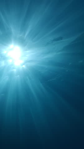 Close-up of silhouette of curious bottlenose dolphin as it rapidly approaches, turns in front of camera, and surfaces in bright of morning sun rays. Dolphin swims through dancing sunbeams at dawn