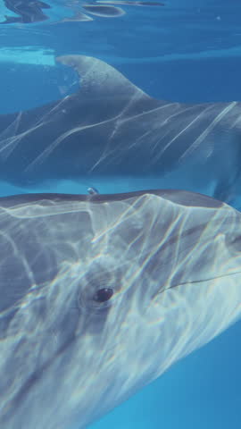Close up - Pair of curious dolphins swims close and looks at camera, one dolphin has an irregular bite. Two bottlenose dolphins swim beneath surface, looking curiously at lens. Dolphins in sunshine