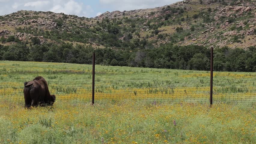 A Bison eating surrounded by yellow flowers in a Oklahoma Prairie 