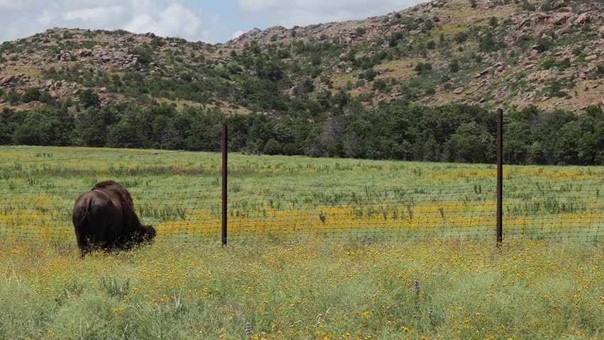 A Bison eating surrounded by yellow flowers in a Oklahoma Prairie 