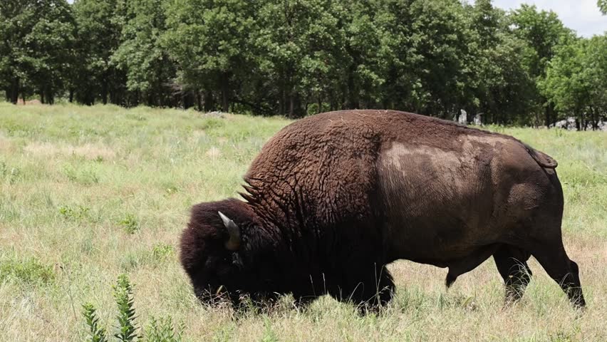 A Bison eating surrounded by yellow flowers in a Oklahoma Prairie 