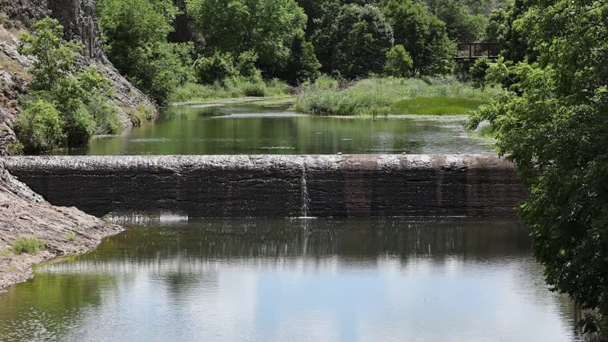 A Bison eating surrounded by yellow flowers in a Oklahoma Prairie 