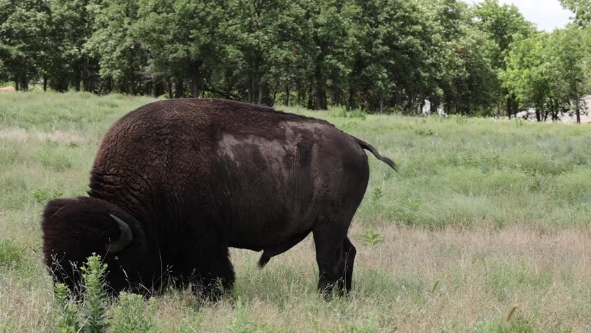 A Bison eating surrounded by yellow flowers in a Oklahoma Prairie 