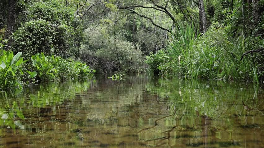 A green tropical Florida nature spring