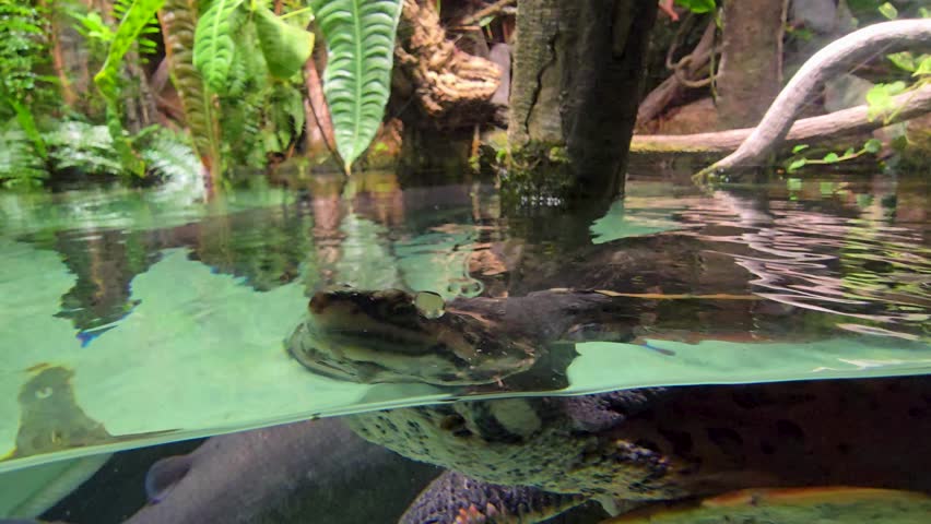 Footage of turtle swimming in a tank at the National Aquarium in Baltimore Maryland USA