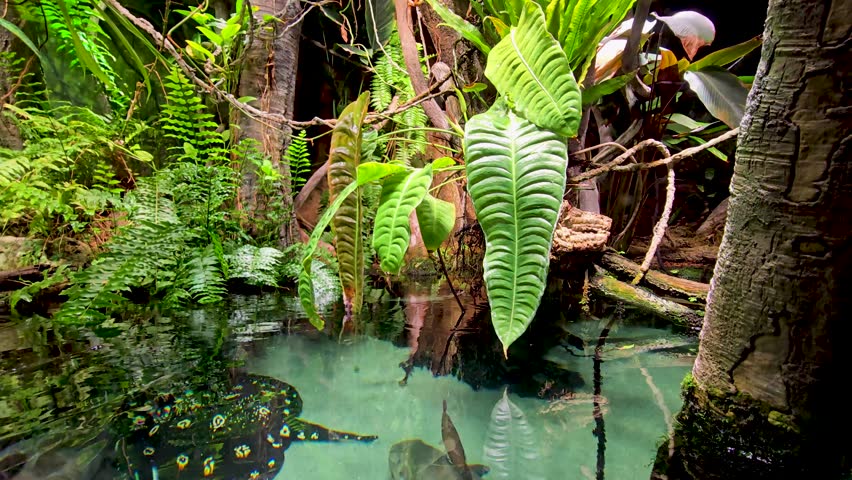 Footage of fish swimming in a tank at the National Aquarium in Baltimore Maryland USA