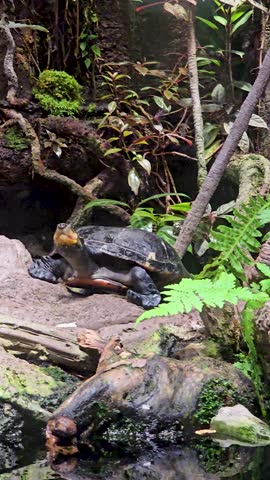 Footage of a turtle walking in a habitat at the National Aquarium in Baltimore Maryland USA