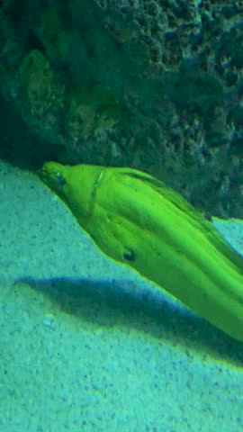 Footage of a green eel swimming in a tank at the National Aquarium in Baltimore Maryland USA