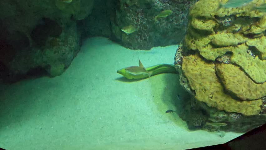 Footage of a green eel swimming in a tank at the National Aquarium in Baltimore Maryland USA