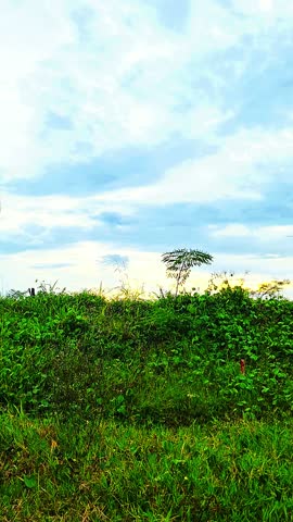 Grass plants sway in the afternoon breeze against the backdrop of a bright afternoon sky.