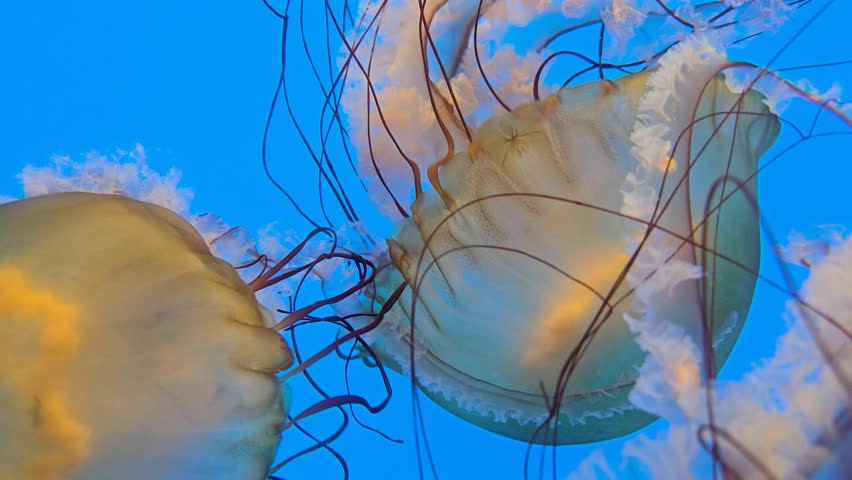 Footage of jellyfish at the National Aquarium in Baltimore Maryland USA