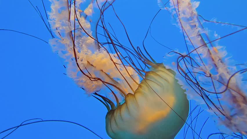 Footage of jellyfish at the National Aquarium in Baltimore Maryland USA