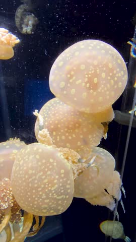Footage of jellyfish at the National Aquarium in Baltimore Maryland USA