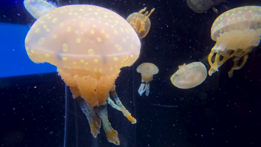 Footage of jellyfish at the National Aquarium in Baltimore Maryland USA