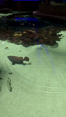 Footage of fish swimming in a tank at the National Aquarium in Baltimore Maryland USA
