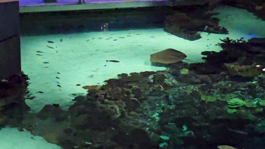 Footage of fish swimming in a tank at the National Aquarium in Baltimore Maryland USA