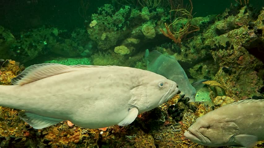 Footage of fish swimming in a tank at the National Aquarium in Baltimore Maryland USA
