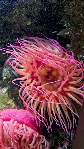 Footage of an anemone in a tank at the National Aquarium in Baltimore Maryland USA