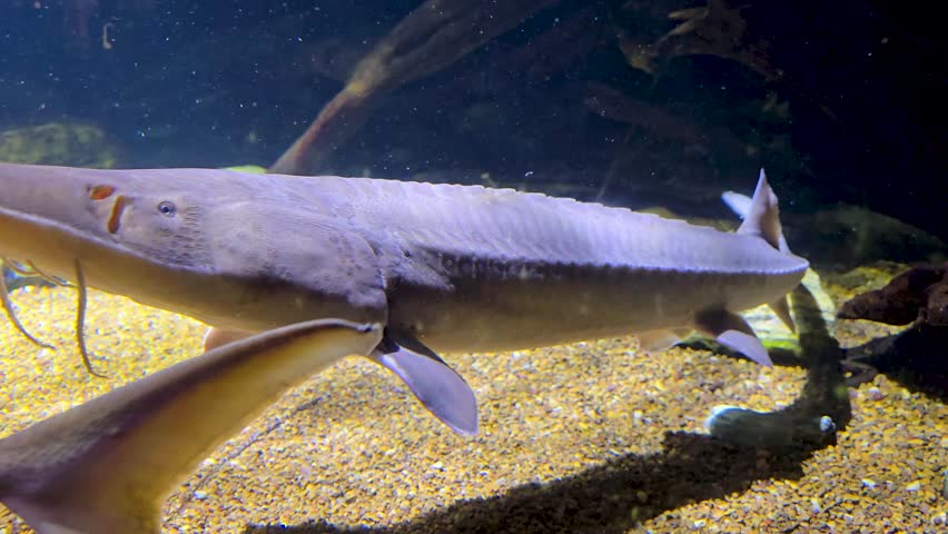 Footage of fish swimming in a tank at the National Aquarium in Baltimore Maryland USA