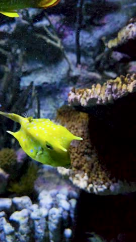 Footage of fish swimming in a tank at the National Aquarium in Baltimore Maryland USA