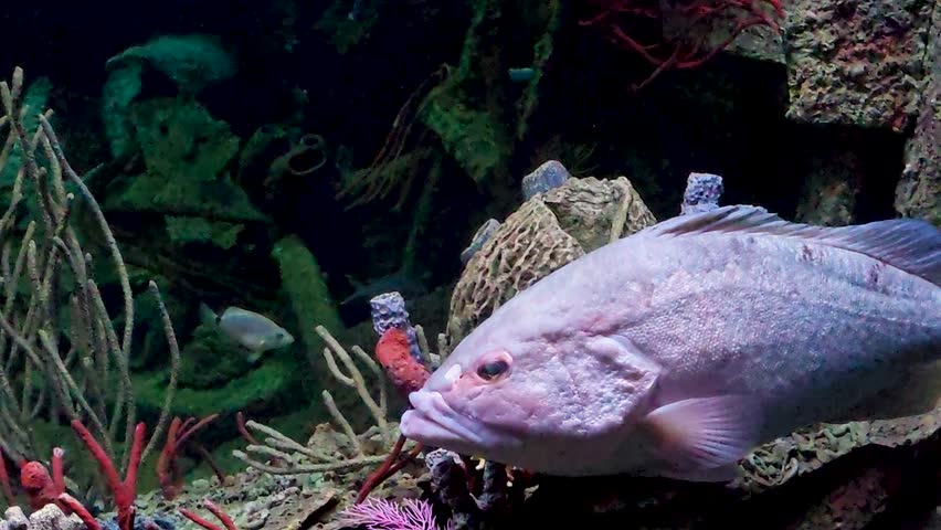 Footage of fish swimming in a tank at the National Aquarium in Baltimore Maryland USA