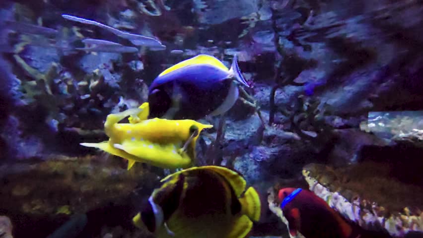 Footage of fish swimming in a tank at the National Aquarium in Baltimore Maryland USA