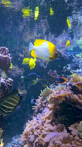 Footage of fish swimming in a tank at the National Aquarium in Baltimore Maryland USA