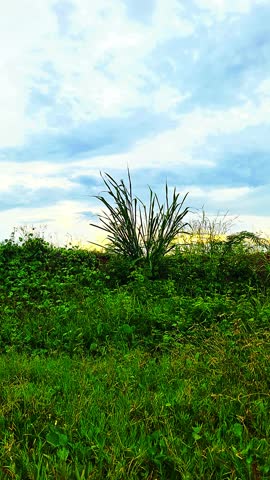 Grass plants sway in the afternoon breeze against the backdrop of a bright afternoon sky.