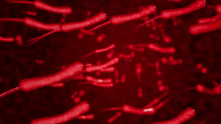 Helicobacter pylori bacteria affecting gastric mucosa causing stomach pain ulcer inflammation and digestive disorders medical science background 3D Rendering
