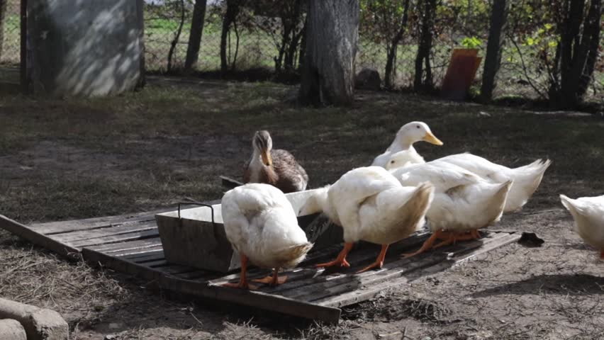 A flock of ducks drink water from a drinking trough outdoors outside the city.