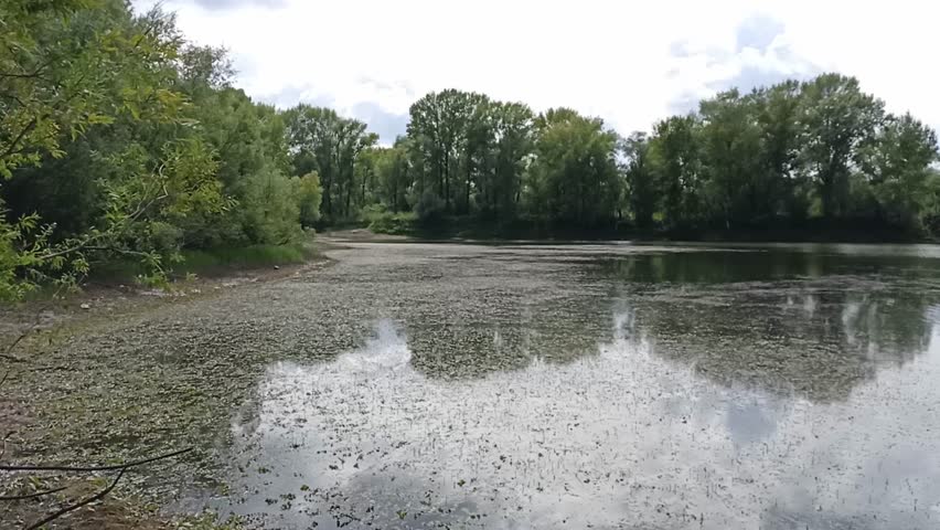 Grass sticks out of the surface of a shallow lake with a dense forest on the shore on a cloudy summer day. Matveevskaya channel, Novosibirsk, Russia.